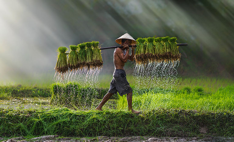 Agriculture Miracle you Don&rsquo;t Know About